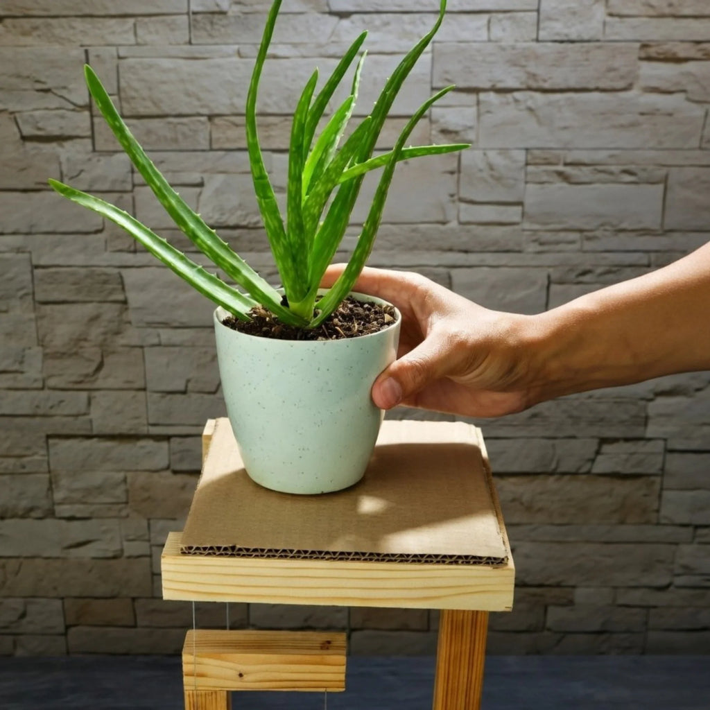 Anti-gravity Wooden Stand